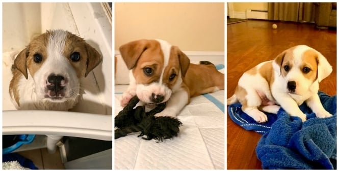 Puppies!